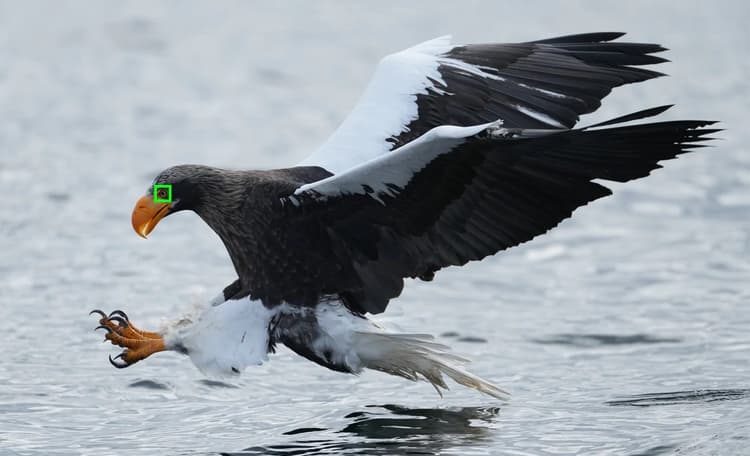 Sony Alpha 1 - Real time  Eye AF Bird
