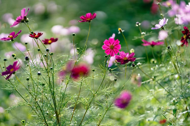 Ảnh thực tế từ sony fe 135mm f.8 GM 2 tiêu cự 135mm f/1.8 /2500 ISO 100